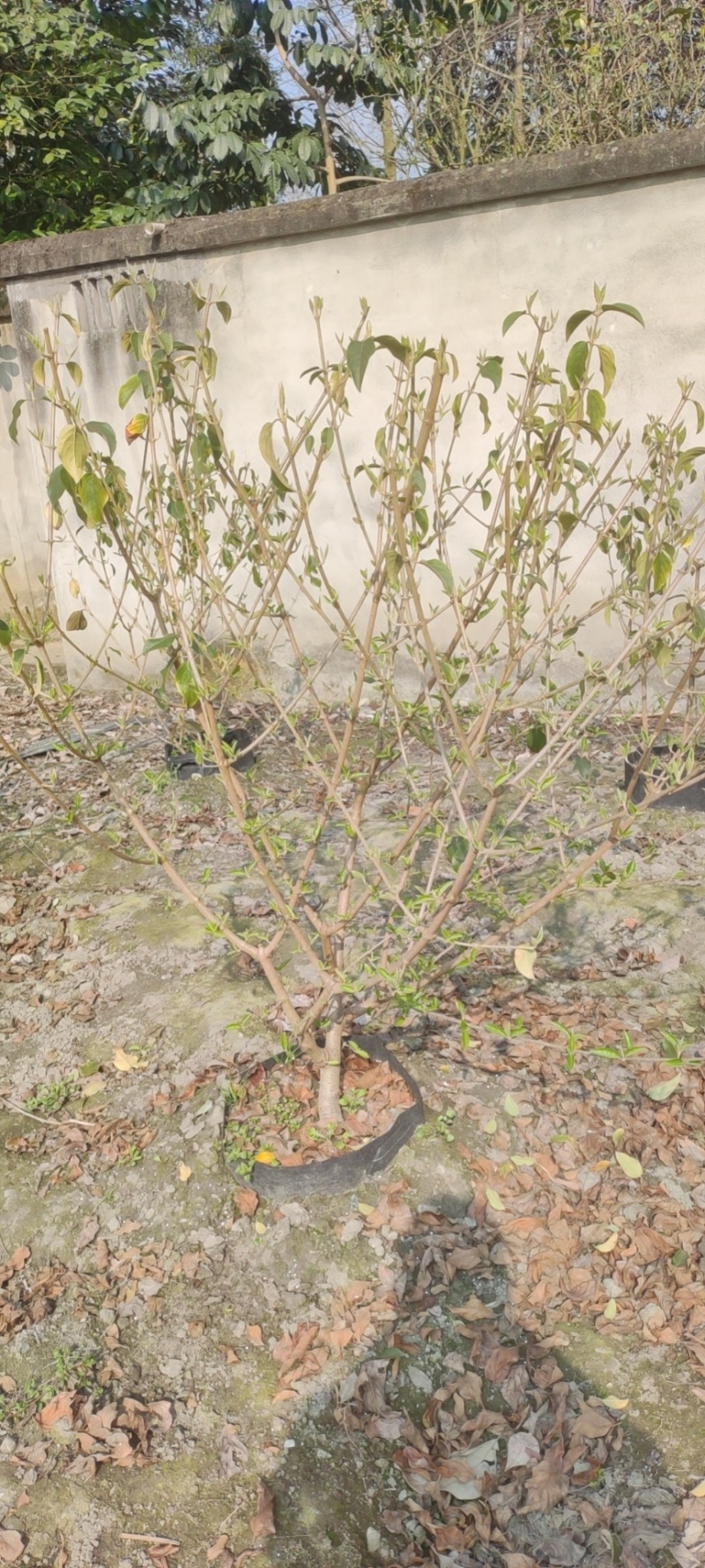 中华木绣球斗球