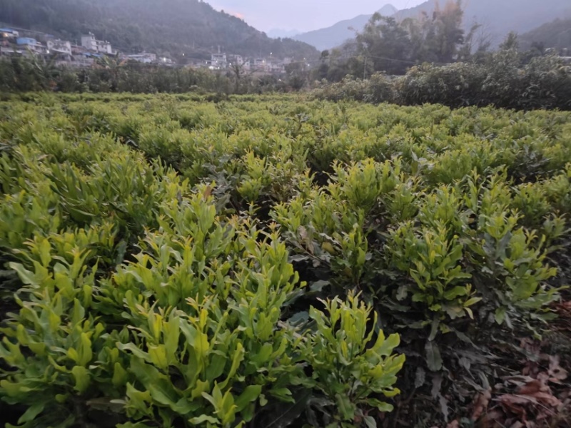 夏威夷果苗，澳洲坚果苗，坚果苗，澳洲坚果嫁接苗