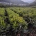 夏威夷果苗，澳洲坚果苗，坚果苗，澳洲坚果嫁接苗