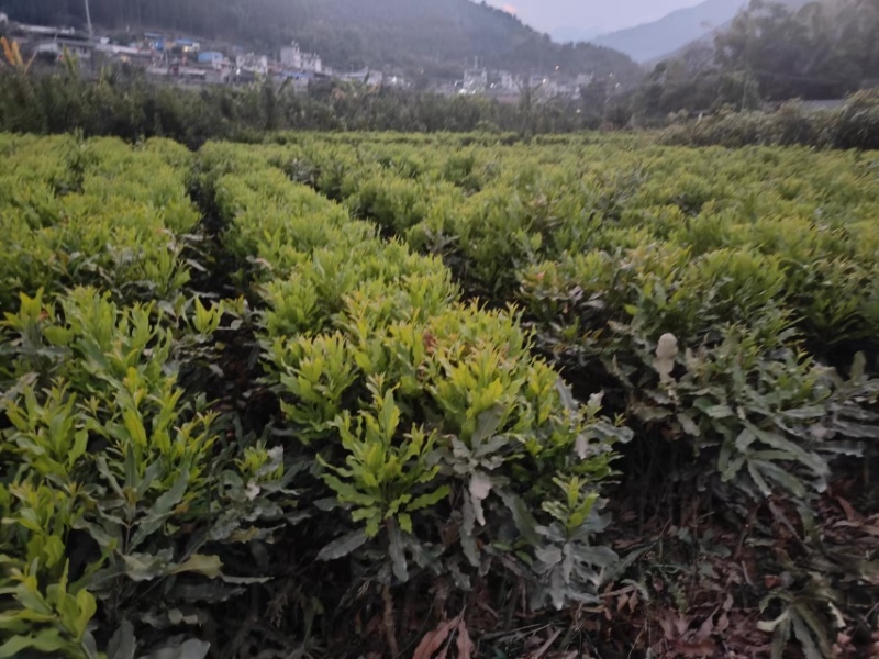 夏威夷果苗，澳洲坚果苗，坚果苗，澳洲坚果嫁接苗