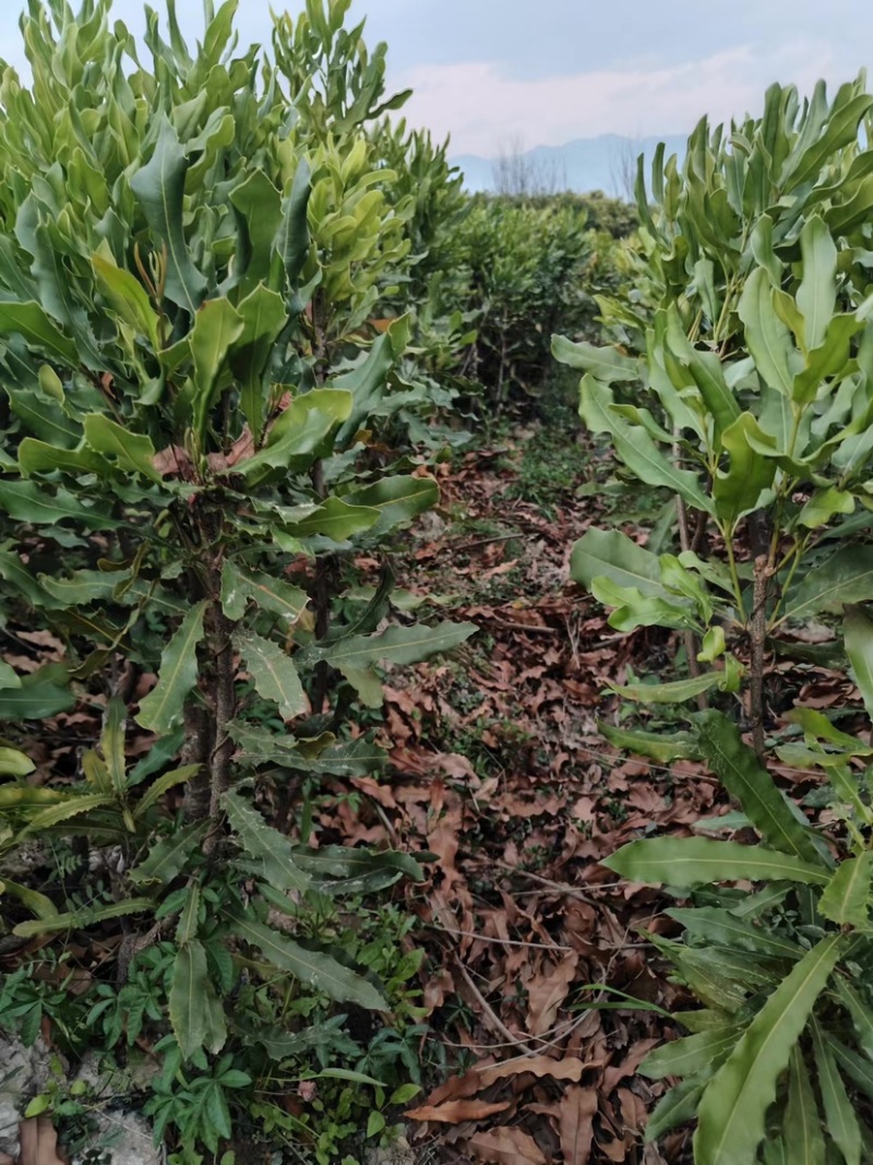 夏威夷果苗，澳洲坚果苗，坚果苗，澳洲坚果嫁接苗