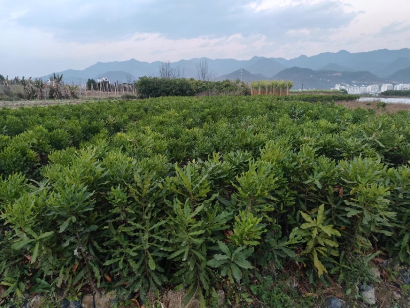 夏威夷果苗，澳洲坚果苗，坚果苗，澳洲坚果嫁接苗