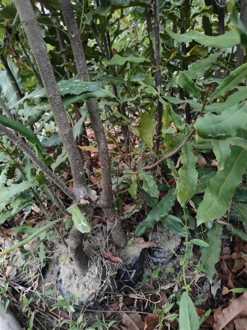 夏威夷果苗，澳洲坚果苗，坚果苗，澳洲坚果嫁接苗