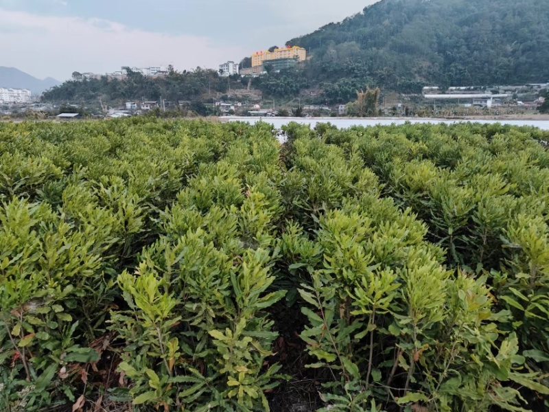 夏威夷果苗，澳洲坚果苗，坚果苗，澳洲坚果嫁接苗