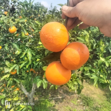 广西宾阳沃柑