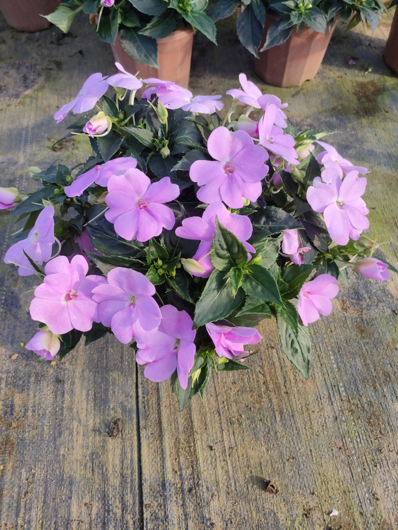 广东惠州凤仙盆花花色丰富花型饱满大量上市欢迎采购