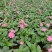 广东惠州凤仙盆花花色丰富花型饱满大量上市欢迎采购