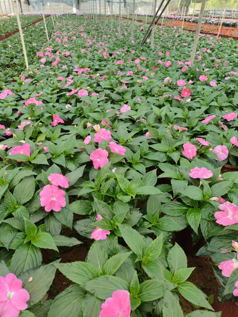 广东惠州凤仙盆花花色丰富花型饱满大量上市欢迎采购