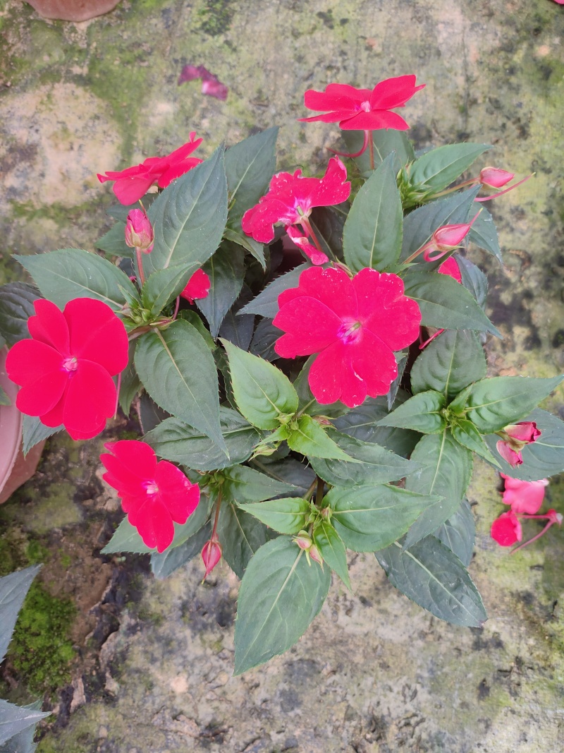 广东惠州凤仙盆花花色丰富花型饱满大量上市欢迎采购