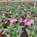广东惠州凤仙盆花花色丰富花型饱满大量上市欢迎采购