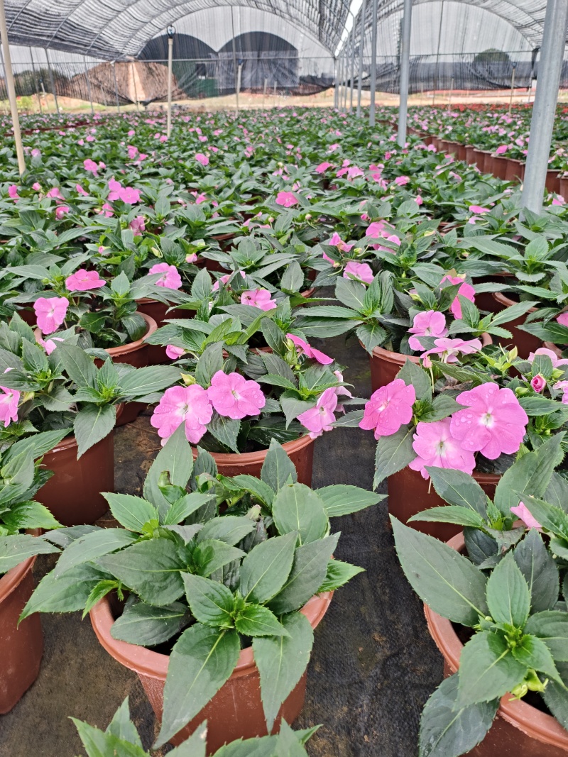 广东惠州凤仙盆花花色丰富花型饱满大量上市欢迎采购