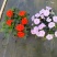 广东惠州凤仙盆花花色丰富花型饱满大量上市欢迎采购