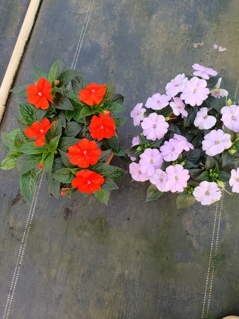 广东惠州凤仙盆花花色丰富花型饱满大量上市欢迎采购