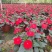 广东惠州凤仙盆花花色丰富花型饱满大量上市欢迎采购