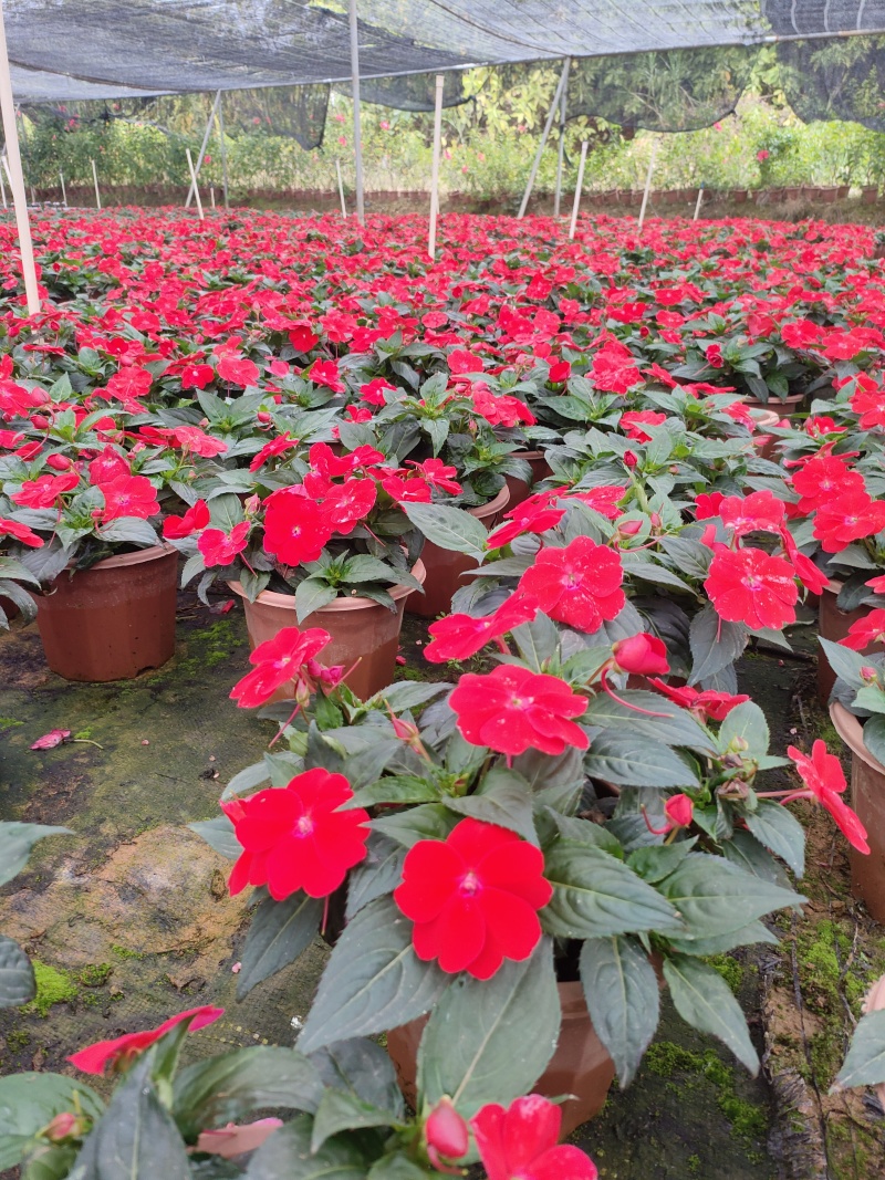 广东惠州凤仙盆花花色丰富花型饱满大量上市欢迎采购