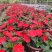 广东惠州凤仙盆花花色丰富花型饱满大量上市欢迎采购