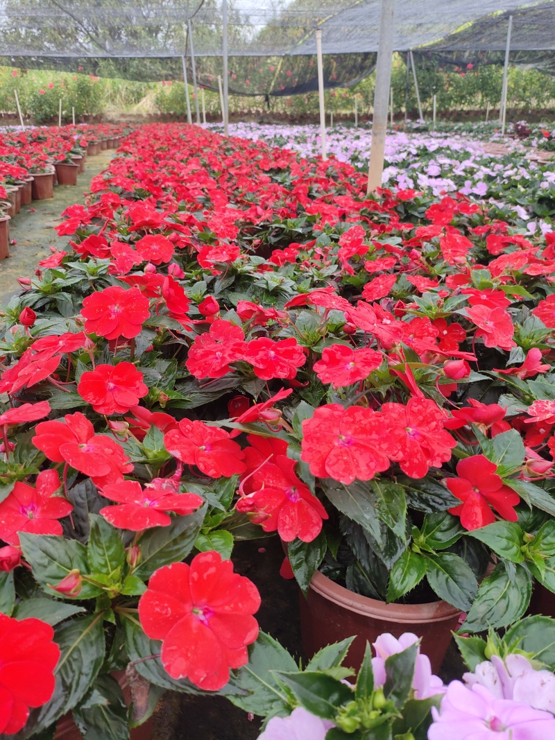 广东惠州凤仙盆花花色丰富花型饱满大量上市欢迎采购