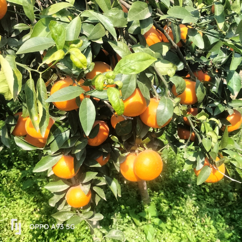 广西宾阳沃柑