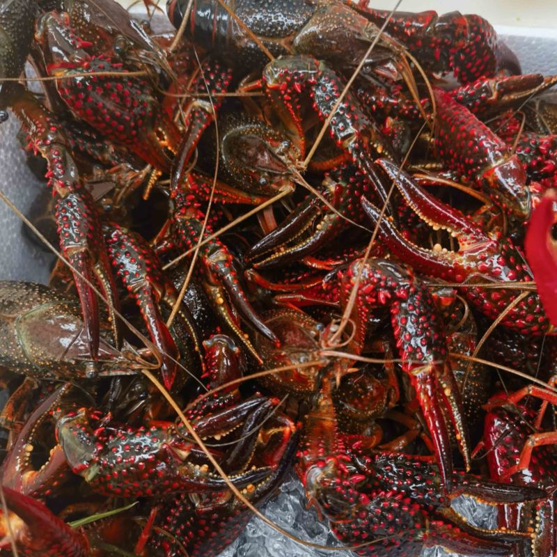 洪湖清水小龙虾大量上市全国包邮物流次日达30斤起