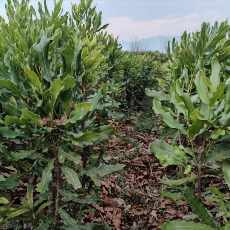 夏威夷果苗，澳洲坚果苗，坚果苗，澳洲坚果嫁接苗