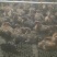 优质脱温麻羽笨鸡苗大量上市诚信经营一手货源电商代发全国，