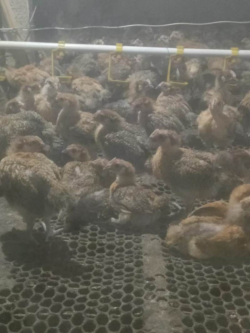 优质脱温麻羽笨鸡苗大量上市诚信经营一手货源电商代发全国，
