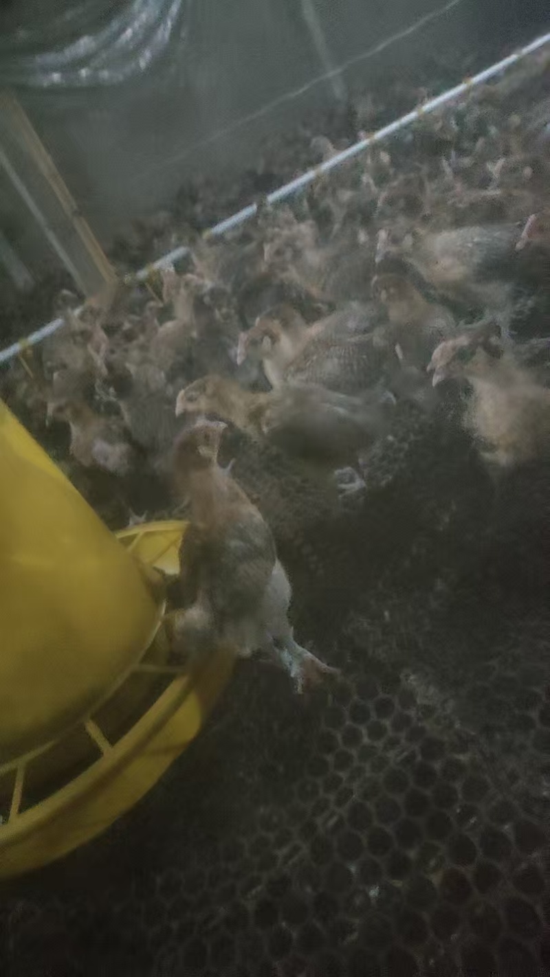 优质脱温麻羽笨鸡苗大量上市诚信经营一手货源电商代发全国，