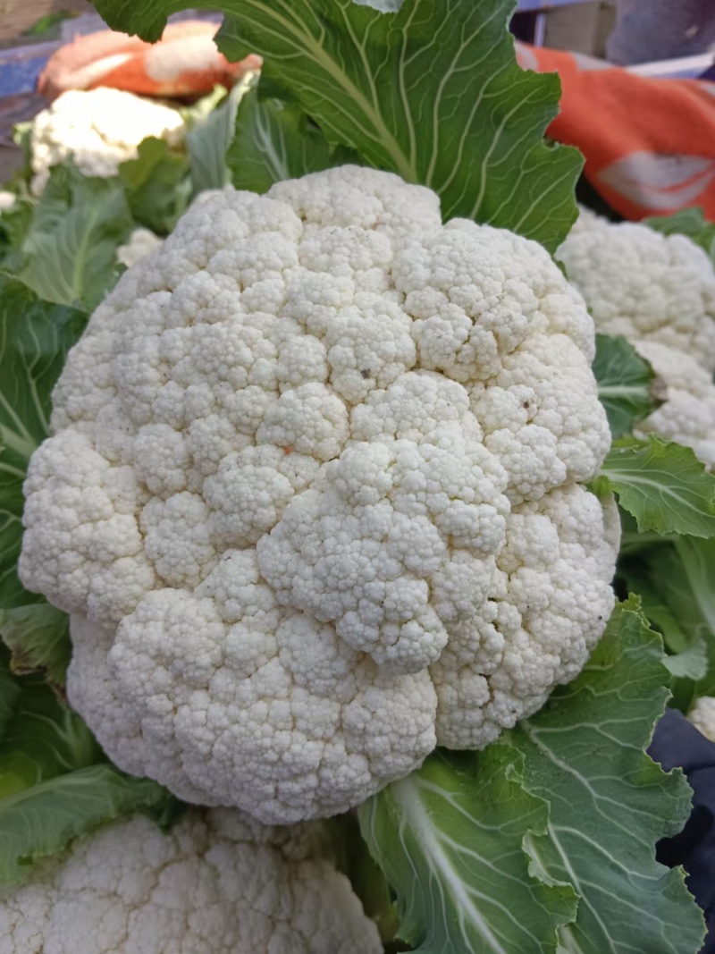 大棚散花上市