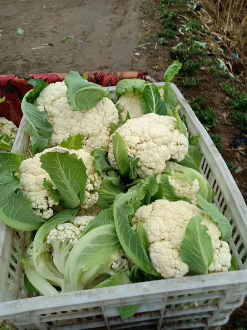大棚散花上市