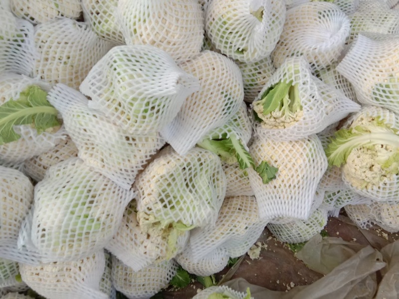 大棚散花上市