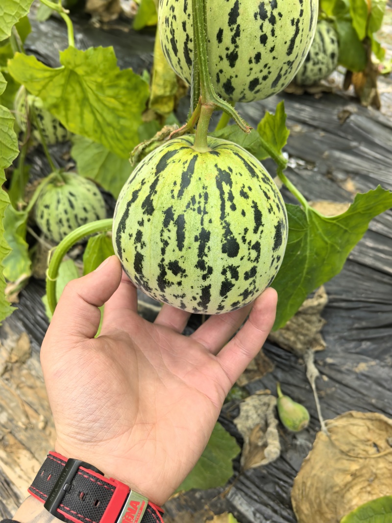 花蕾花美人甜瓜脆度高糖度高一件代发商超需要联系