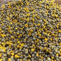 野菊花批发菊花可供大货量大价优可供批发零售