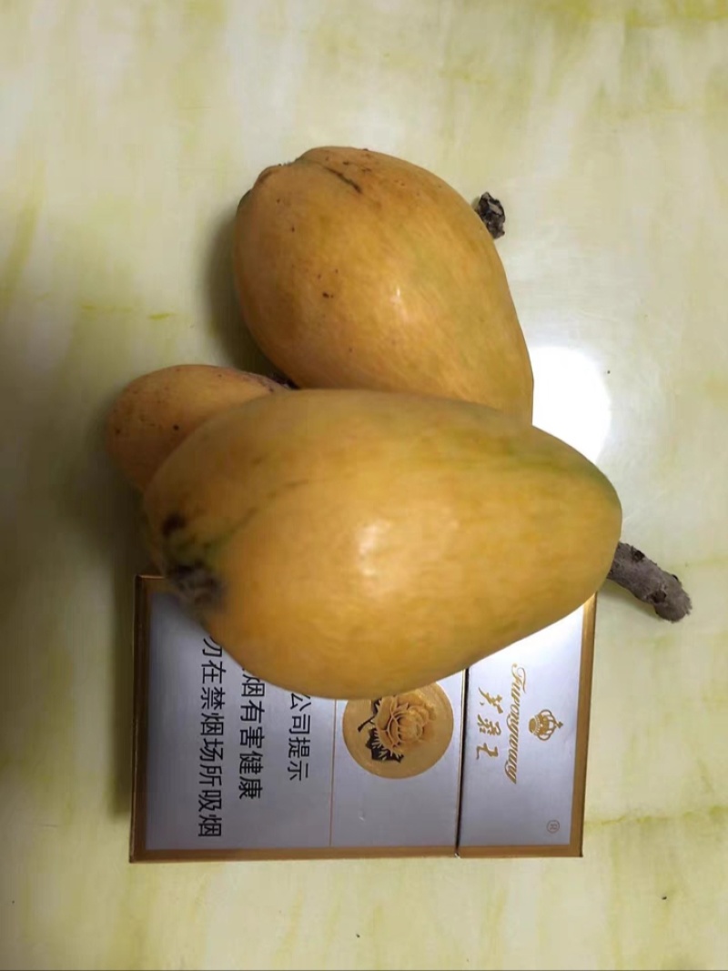 台湾怪兽枇杷盆栽地栽枇杷树苗耐寒当年结果