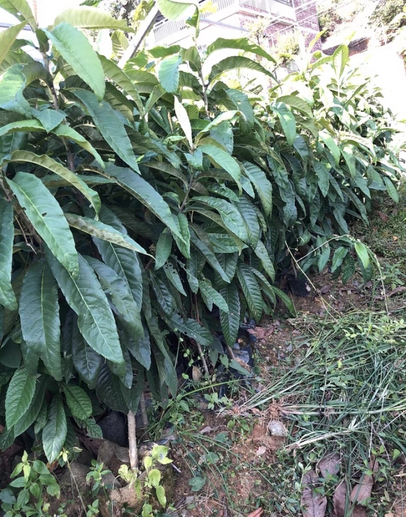 台湾怪兽枇杷盆栽地栽枇杷树苗耐寒当年结果