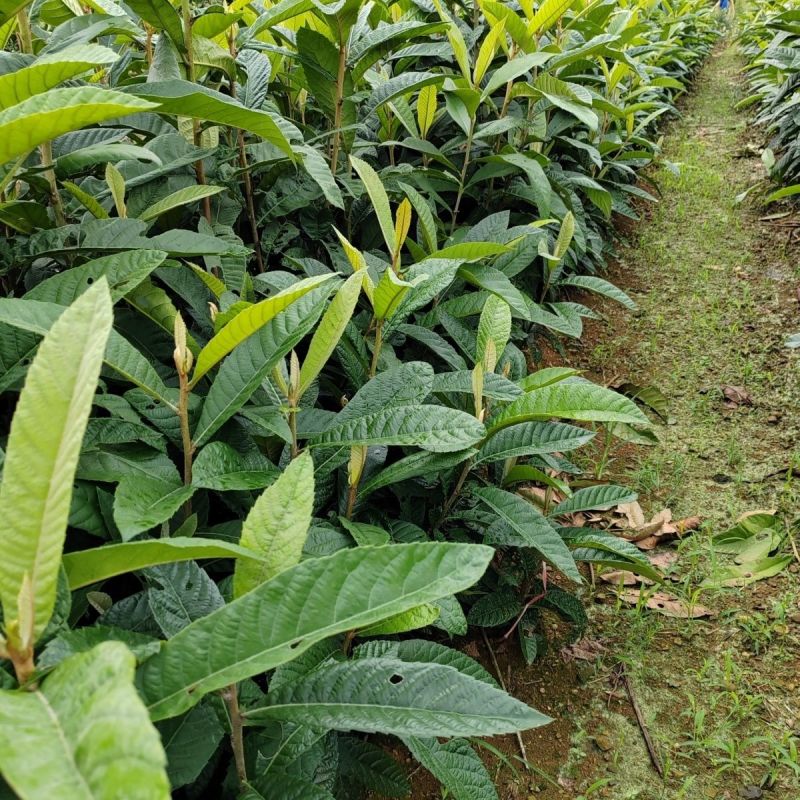 台湾怪兽枇杷盆栽地栽枇杷树苗耐寒当年结果