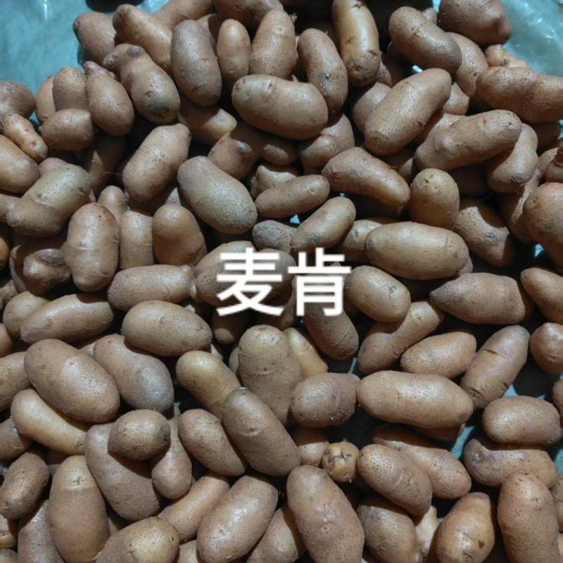 微型薯（大西洋，麦肯，实验一号，V7，沃土，希森，雪川）