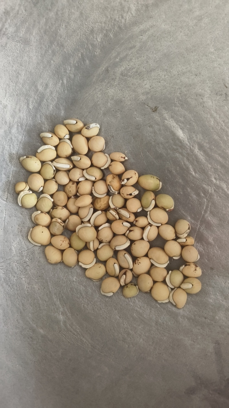 正品白扁豆扁豆炒炒扁豆纯干无硫物美价廉