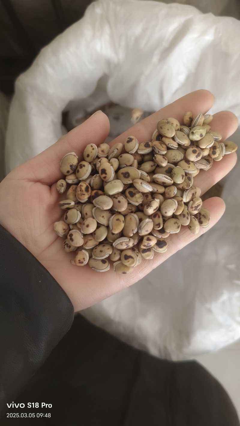 正品白扁豆扁豆炒炒扁豆纯干无硫物美价廉