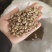 正品白扁豆扁豆炒炒扁豆纯干无硫物美价廉