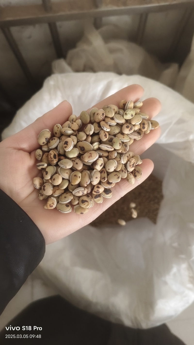 正品白扁豆扁豆炒炒扁豆纯干无硫物美价廉