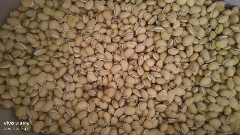 正品白扁豆扁豆炒炒扁豆纯干无硫物美价廉