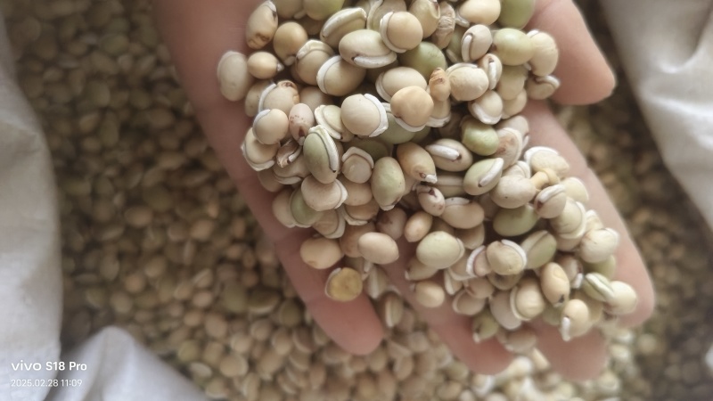 正品白扁豆扁豆炒炒扁豆纯干无硫物美价廉