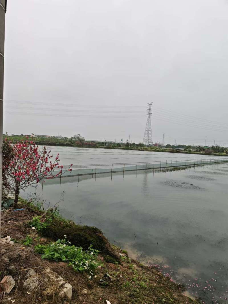 广东江门小龙虾产地直发品质保证诚信合作欢迎来电