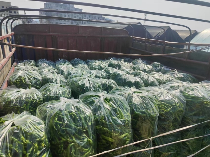 江西螺丝椒/薄皮椒现摘现发/年产量百万吨/批发代发