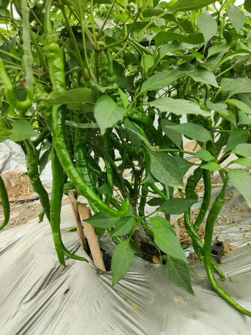江西螺丝椒/薄皮椒现摘现发/年产量百万吨/批发代发