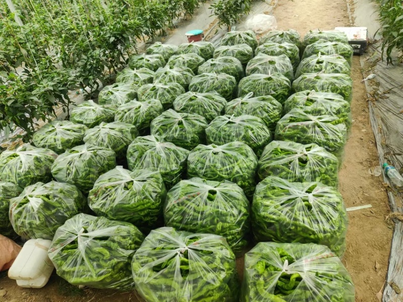 江西螺丝椒/薄皮椒现摘现发/年产量百万吨/批发代发