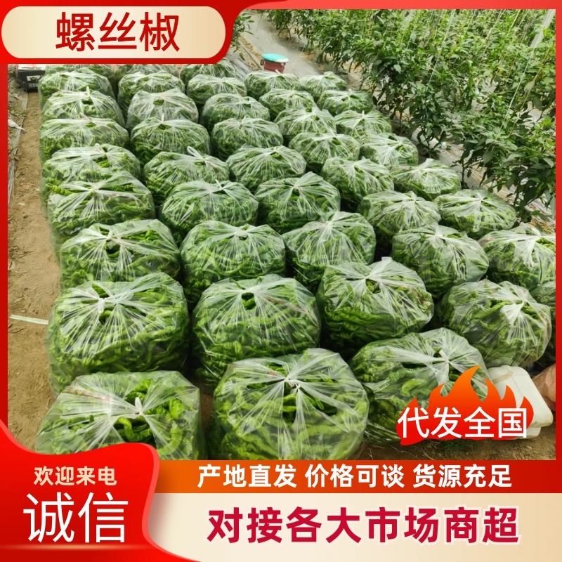 江西螺丝椒/薄皮椒现摘现发/年产量百万吨/批发代发