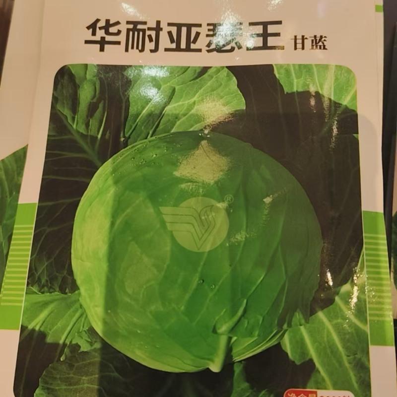 甘蓝种子华耐亚瑟王精选266明珠甘蓝华耐快船