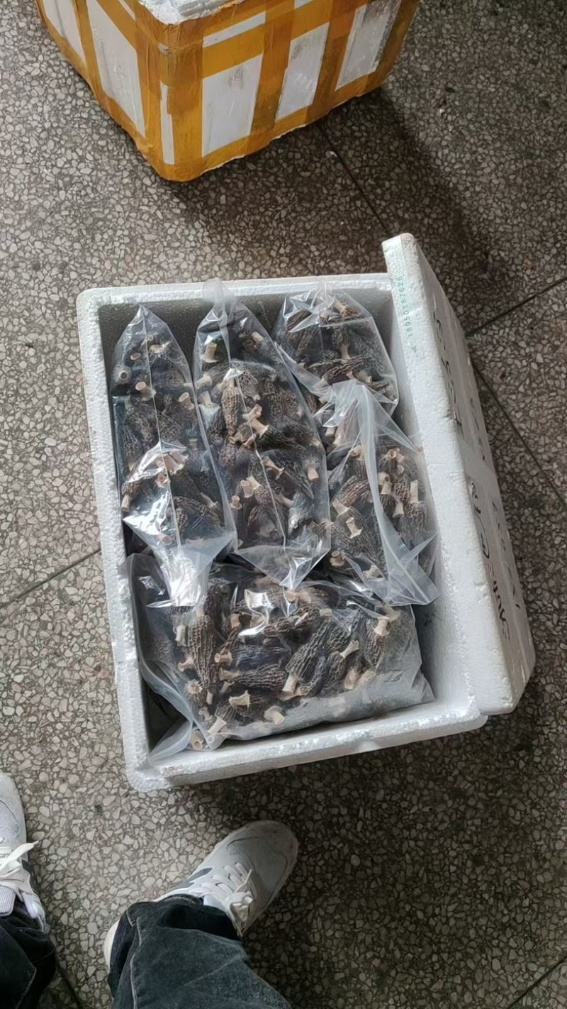 江西羊肚菌/干货新鲜羊肚菌/自产批发