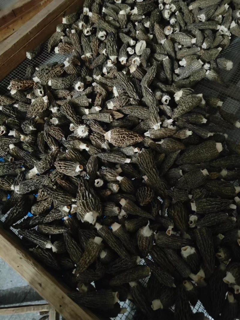 江西羊肚菌/干货新鲜羊肚菌/自产批发